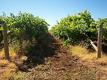 Grape vines growing in Mildura during December 2006.