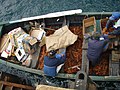 Mille langoustes sont expédiées deux fois par semaine vers les meilleurs restaurants du monde entier. La grande majorité des habitants du village sont des pêcheurs de langoustes.