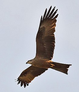 Чорний шуліка (Milvus migrans)