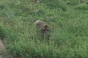 Japanese macaque