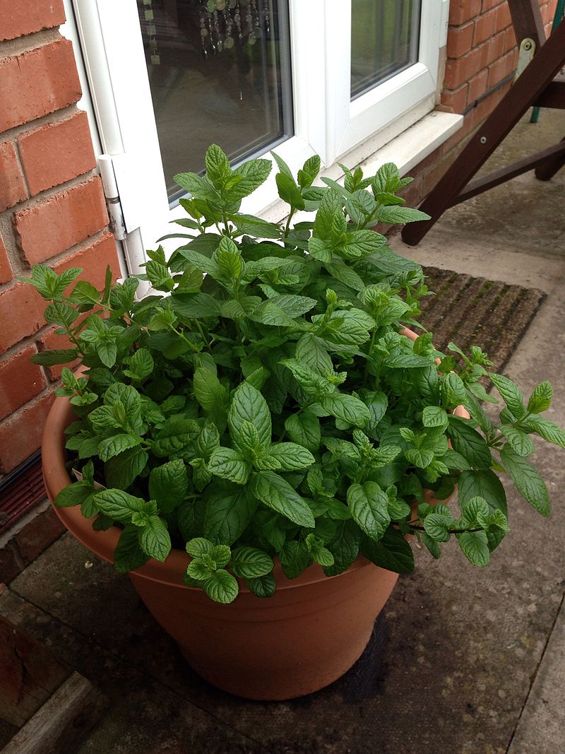 growing mint in the Container easily