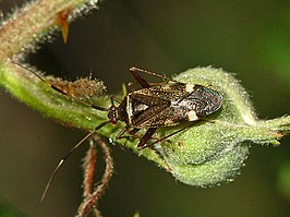 Closterotomus biclavatus