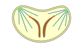 Mitosis classification closed intranuclear pleuromitoses.svg