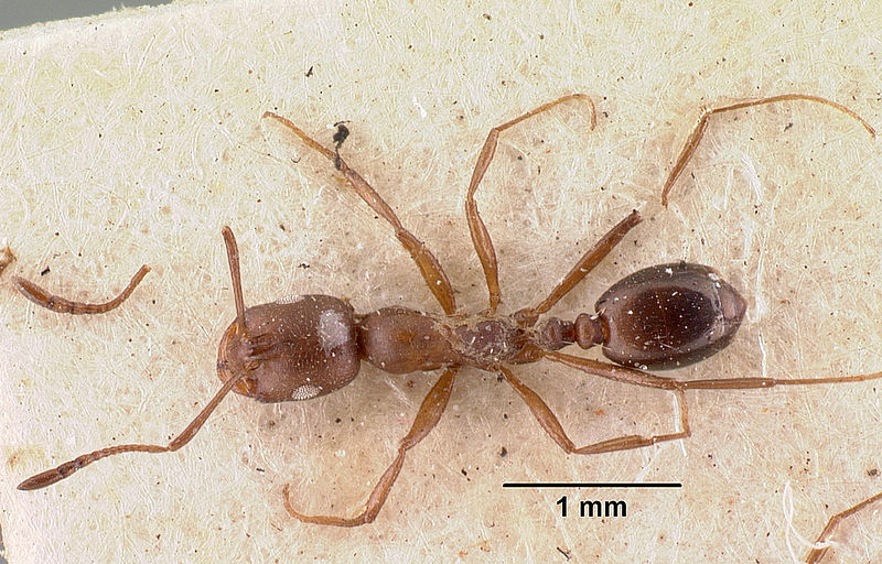 File:Monomorium subopacum casent0010950 dorsal 1.jpg