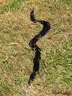 Monster of a Red-Bellied Black Snake (Pseudechis porphyriacus) (8257624416).jpg
