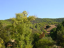 Pinares de los montes de Málaga