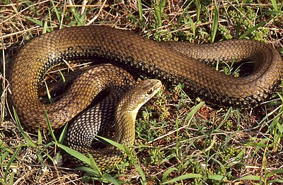 Montpellier Snake (Malpolon monspessulanus) male (36270779232).jpg