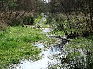 Moor: Verbreitung, Entstehung und Entwicklung von Mooren, Moortypen im Überblick