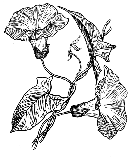 File:Morning Glory (PSF).png