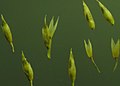 Muhlenbergia richardsonis (4101222662).jpg