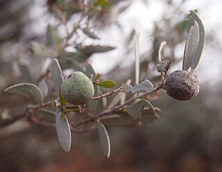 <span class="mw-page-title-main">Mulga apple</span> Apple of the Aboriginal Eyes in Australia