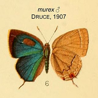 <i>Theclopsis murex</i> Species of butterfly