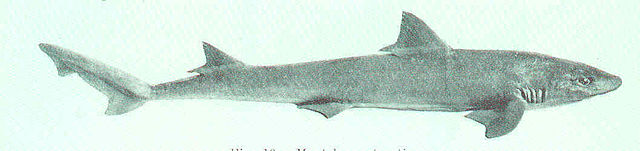 Description de l'image Mustelus antarcticus.jpg.