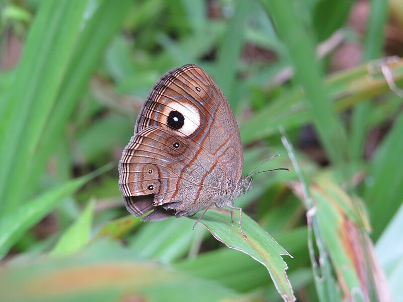 File:Mycalesis junonia – Malabar Glad-eye Bushbrown 02.jpg