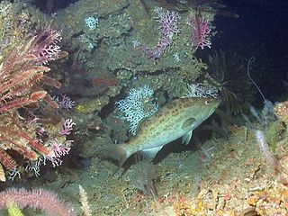 Scamp grouper species of fish