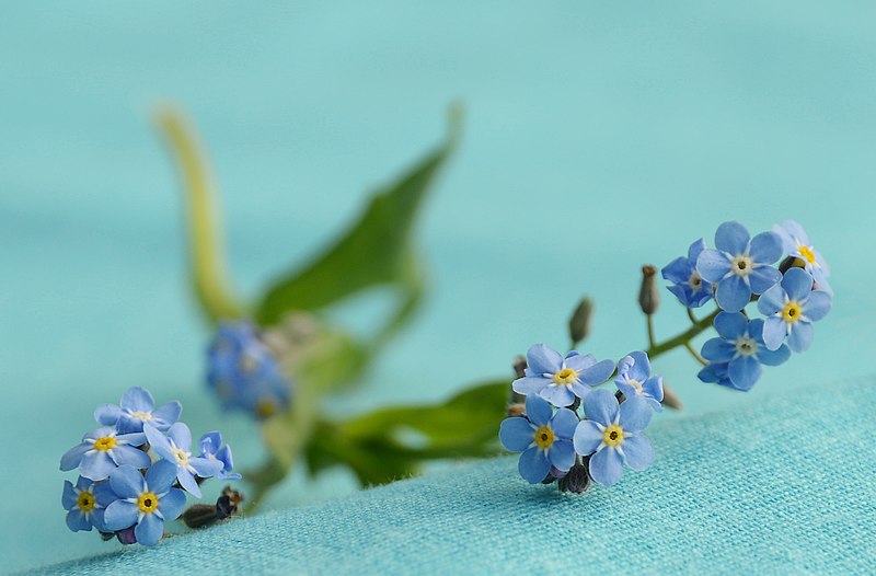 File:Myosotis, незабудка.JPG