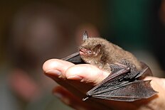 Myotis daubentoni.jpg