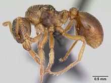 Myrmica Karavajevi casent0172766 profile 1.jpg