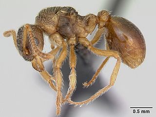 <i>Myrmica karavajevi</i> Species of ant