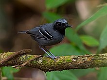 Myrmoborus myotherinus ardesiacus - Qora yuzli Antbird (erkak) .jpg