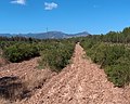 A Cettolini Mezőgazdasági és Környezettudományi Kutatóintézet mirtuszültetvénye (Szardínia, Cagliari)