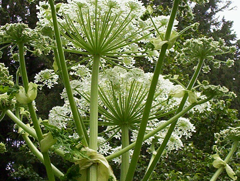 File:N3 Queen Anne's Lace.jpg