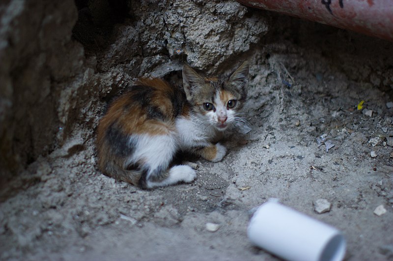 File:Nablus Street Kitten Victor 2011 -1-118.jpg