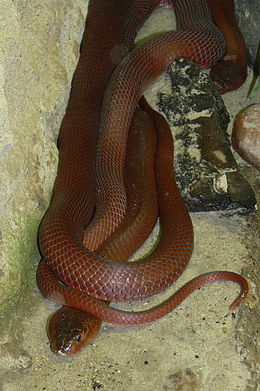 Mozambikinė kobra (Naja mossambica)