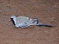 Namaqua Dove (Oena capensis) (6041533368).jpg