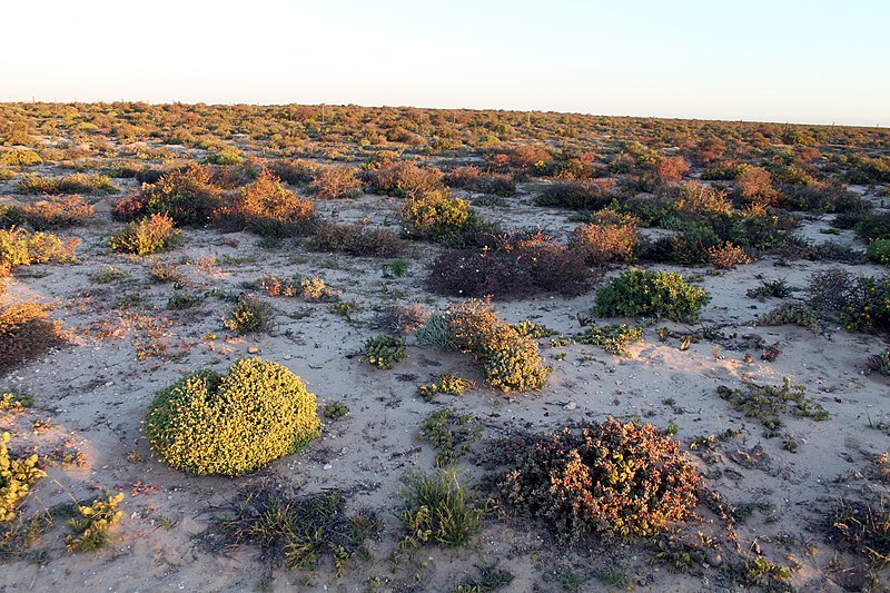 File:Namaqualand, Northern Cape, South Africa (10993617085).jpg