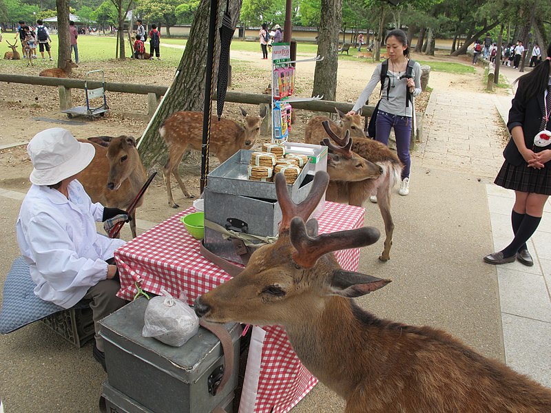 File:Nara, deers 01.JPG
