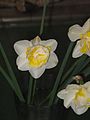 Čeština: Kultivar 'Unique' rodu Narcis (Narcissus). Veletrh Narcis 2016, Lysá Nad Labem, Česká republika.