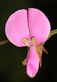 Desmodium paniculatum flower close up