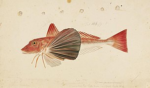 Spiny red gurnard, painted by Kawahara Keiga (1823-1829)