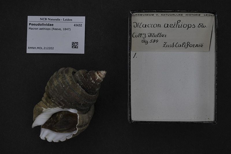 File:Naturalis Biodiversity Center - RMNH.MOL.212202 - Macron aethiops (Reeve, 1847) - Pseudolividae - Mollusc shell.jpeg