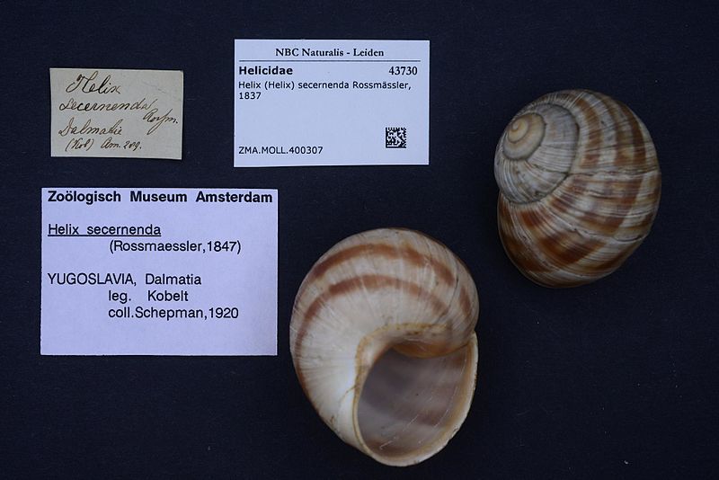 File:Naturalis Biodiversity Center - ZMA.MOLL.400307 - Helix (Helix) secernenda Rossmässler, 1837 - Helicidae - Mollusc shell.jpeg