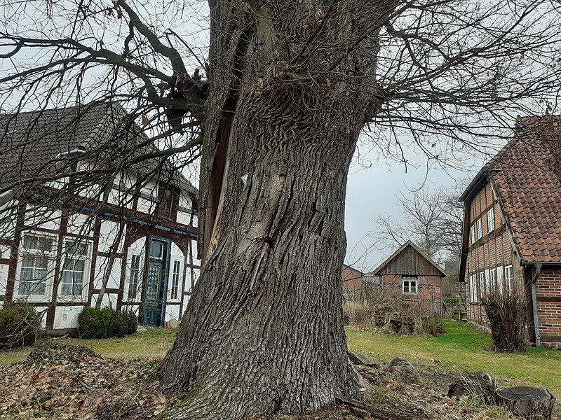 File:Naturdenkmal Eiche Eicklingen.jpg