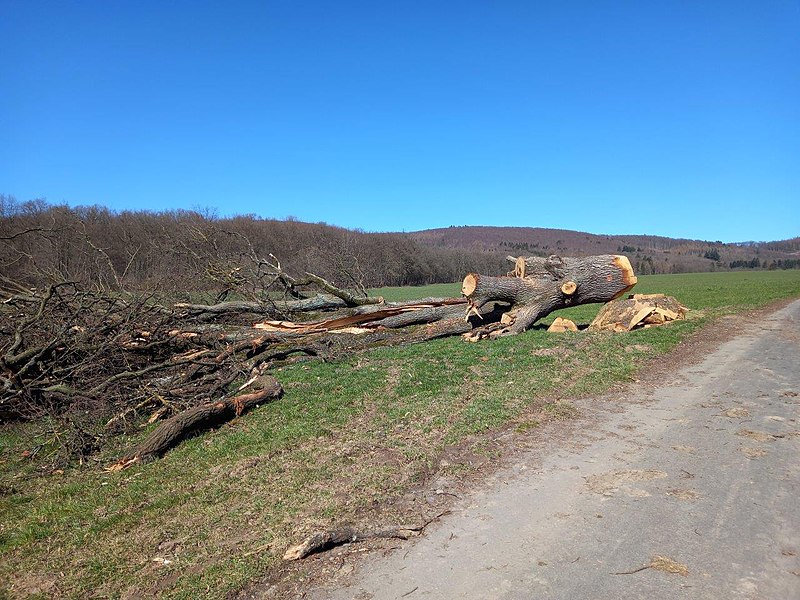 File:Naturdenkmal Stieleiche südwestlich Enste 2.jpg