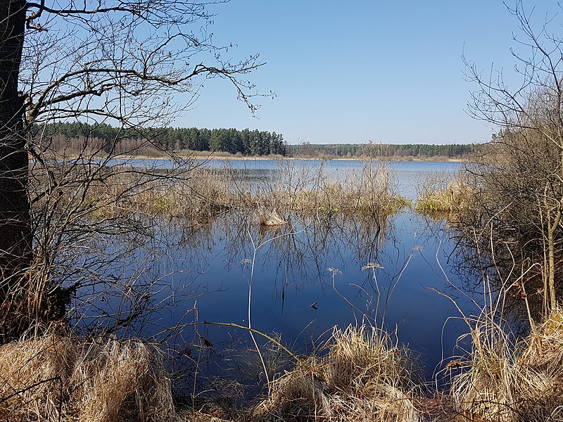 File:Naturschutzgebiet Großer Rußweiher 06.jpg