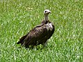 Kappengeier Hooded Vulture