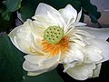 Nelumbo nucifera-Kyoto.jpg