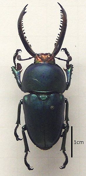 File:Neolamprima.adolphinae.jpg