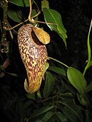 Nepenthes aristolochioides