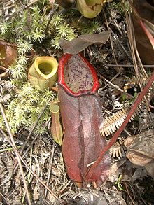 A lower pitcher of
N. cf. beccariana with sympatric N. ampullaria and N. gracilis Nepenthes beccariana2.jpg