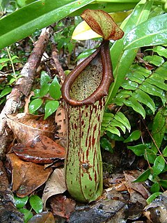 <i>Nepenthes biak</i> Species of pitcher plant