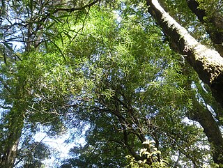 <i>Nestegis montana</i> Species of tree