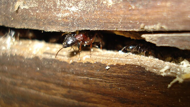 Carpenter Ant (Camponotus sp.)