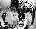 English: Nez Perce Indians with Appaloosa horse, around 1895