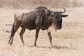 Gnu-de-cauda-preta na cratera de Ngorongoro, Tanzânia