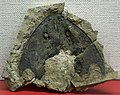 Dấu vết cá hàm mạn du (Nochelaspis maeandrine) tại bảo tàng Cổ động vật học Trung Quốc